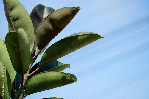 Wallpaper Mural Stunning Ficus elastica or rubber plant growing in a tropical home garden against a clear blue sky Torontodigital.ca