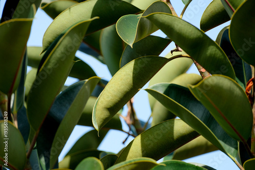 Wallpaper Mural Stunning Ficus elastica or rubber plant growing in a tropical home garden Torontodigital.ca