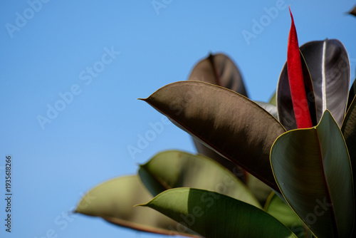 Wallpaper Mural Stunning Ficus elastica or rubber plant growing in a tropical home garden against a clear blue sky Torontodigital.ca