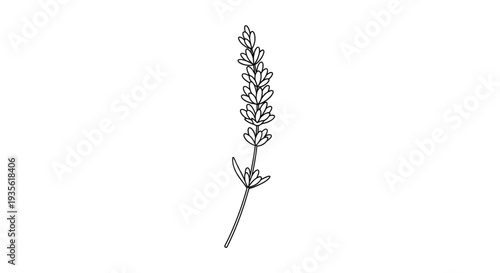 Minimalist line art illustration of a single lavender flower