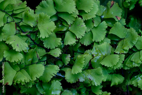 Wallpaper Mural Close-up of Adiantum capillus-veneris or Southern Maidenhair Fern with delicate fan-shaped leaflets Torontodigital.ca