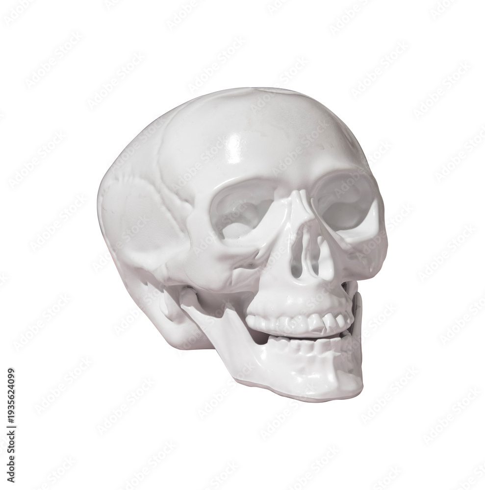 Obraz premium White Plaster Human Skull Sculpture Isolated PNG