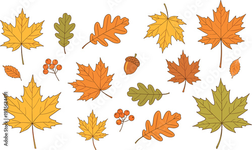Autumn fall leaves collection vector illustration set featuring maple oak foliage berries and acorn isolated elements for seasonal design decoration nature theme