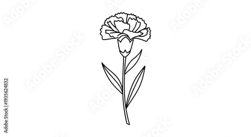 Simple black and white line art carnation flower drawing