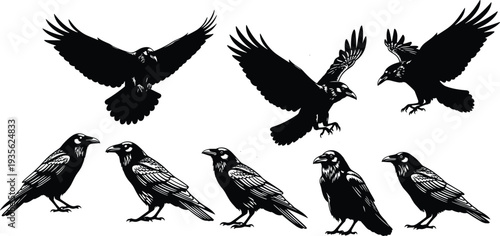 black raven, crow bird silhouettes collection, flying perched wildlife gothic vector illustration, isolated dark avian set, wings spread nature design