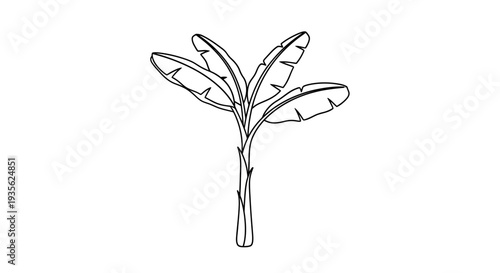 Simple banana tree line art on white background