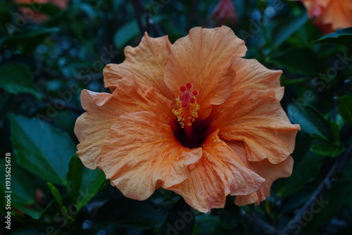 Flor de Ibisco Laranja Flores Jardim