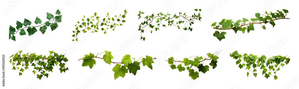 Fototapeta premium PNG Green grapevine branches isolated on transparent background
