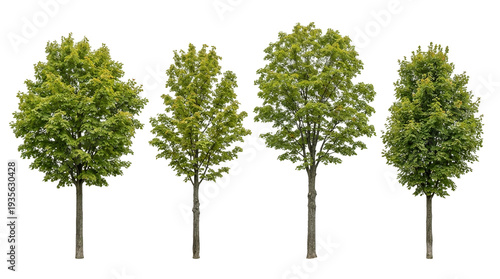 tree, maple, green, foliage, nature, isolated, cutout: Four high-quality deciduous trees for architectural rendering, landscape design, and urban park environment visualization.