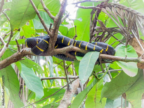 Mangrove snake reptile, Boiga dendrophila