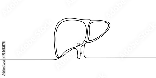 Human liver anatomy outline continuous one line drawing minimalist medical organ vector illustration. Liver anatomy human organ concept isolate. Editable stroke