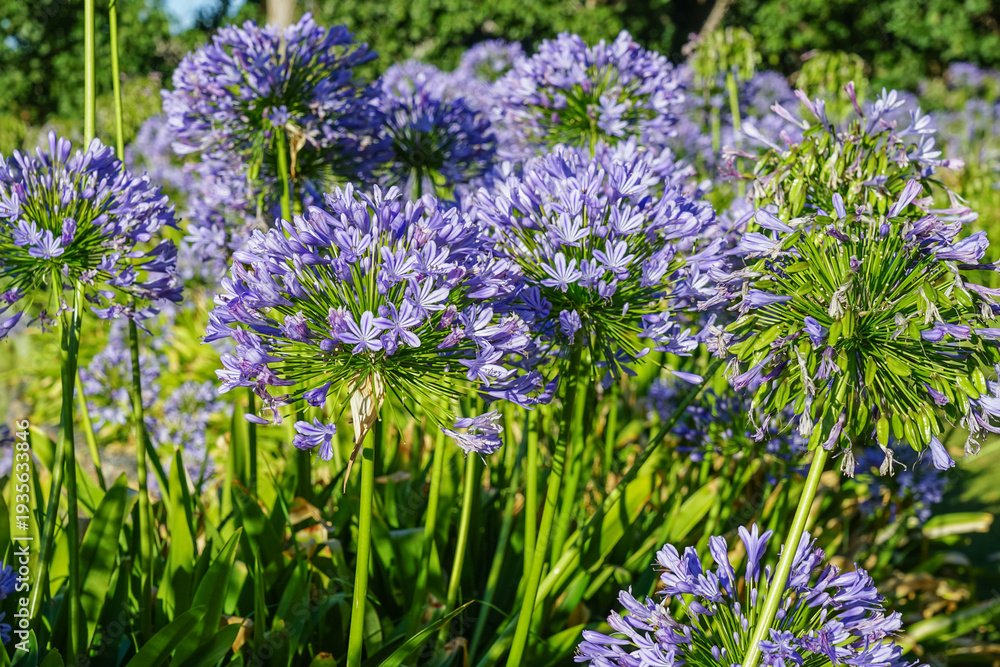 Obraz premium South Africa,Winery in Stellenbosch ,Cluster of purple agapanthus flowers in a lush green garden