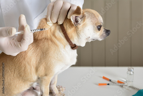 Canvastavla Chihuahua Receiving Vaccine Injection at Clinic close up
