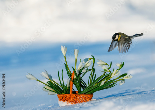 A titmouse flies through a spring garden toward a basket of white snowdrops a...