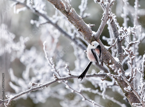 long-tailed tit bird sitting on tree branches covered with white hoarfrost