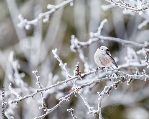 long-tailed tit bird sitting on tree branches covered with white hoarfrost