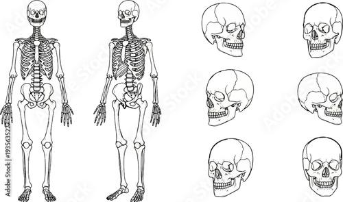 Anatomical illustration of two full human skeletons and four skull views