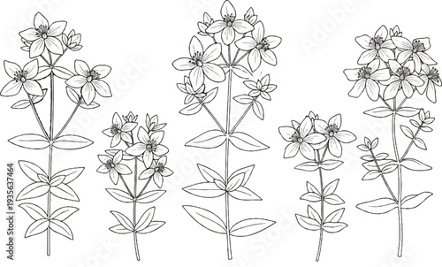 Five delicate line drawings of flowering stems with five-petal flowers and leaves