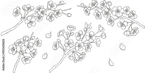 Delicate line art sketch of blooming cherry blossom branches with scattered petals