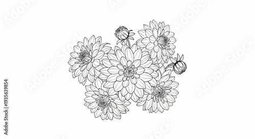 A black and white sketch of a cluster of dahlia flowers and buds