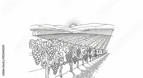 Sunny vineyard landscape with rows of grapevines and distant hills