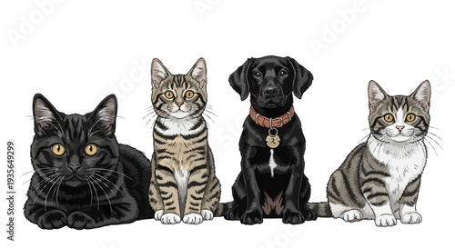 Group of pets cats and dog sitting side by side against a white background