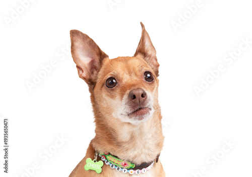 Small dog face. Isolated. Cute Chihuahua with collar and name tag looking at camera with a smirk. Attitude or sassy emotion. Headshot of senior dog. Female short hair Chihuahua. Selective fo