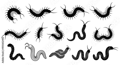 Multiple centipede illustrations in a striking black silhouette