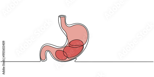 One continuous line drawing of stomach organ human gastrointestinal line art vector illustration, Human Liver One Line Art, Continuous Contour, Continuous one line drawing of Human liver anatomy