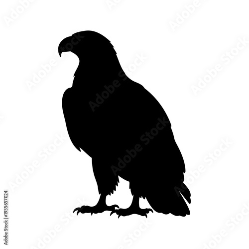 Proud eagle or hawk silhouette standing and looking sideways isolated on white
