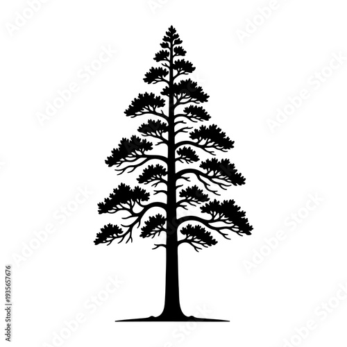 Detailed silhouette of a tall coniferous pine or cedar tree for nature design