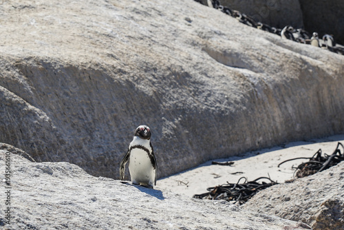 South Africa,Cape Town,Boulders Beach,A lone penguin stands on a rocky beach with other penguins in the background