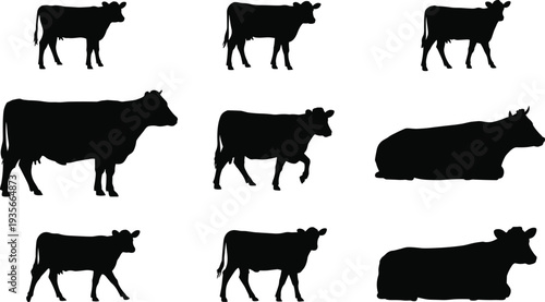 Cow silhouette set featuring standing walking and resting cattle poses isolated on white background for livestock farming agriculture and dairy production concepts