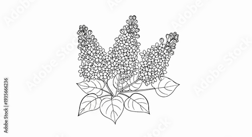 A detailed black and white sketch of three blooming lilac flower clusters with leaves