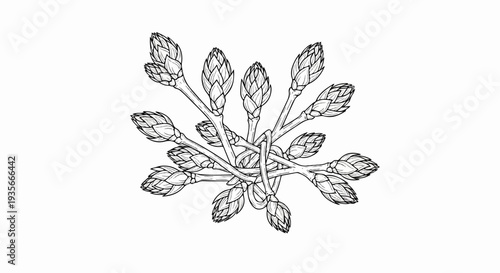Artistic monochrome sketch of interwoven plant stems with numerous small buds