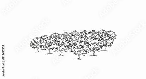 A stylized black and white line drawing depicts a grove of fruit-bearing trees