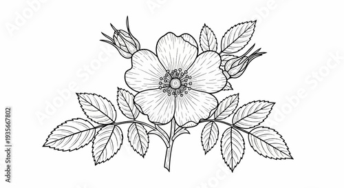Black and white illustration of a wild rose with two buds and leaves