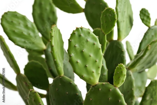 Closeup of a cactus plant