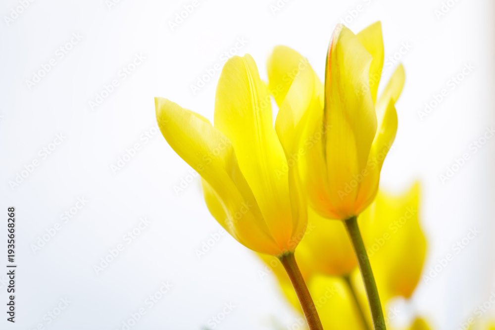 Naklejka premium Bright yellow tulips against soft white background