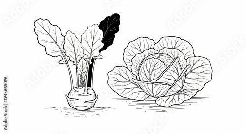 Detailed line drawing of two fresh vegetables kohlrabi and cabbage