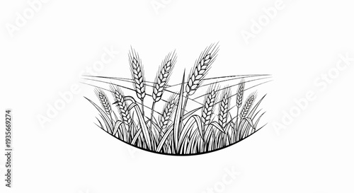Black and white illustration of wheat stalks in a field