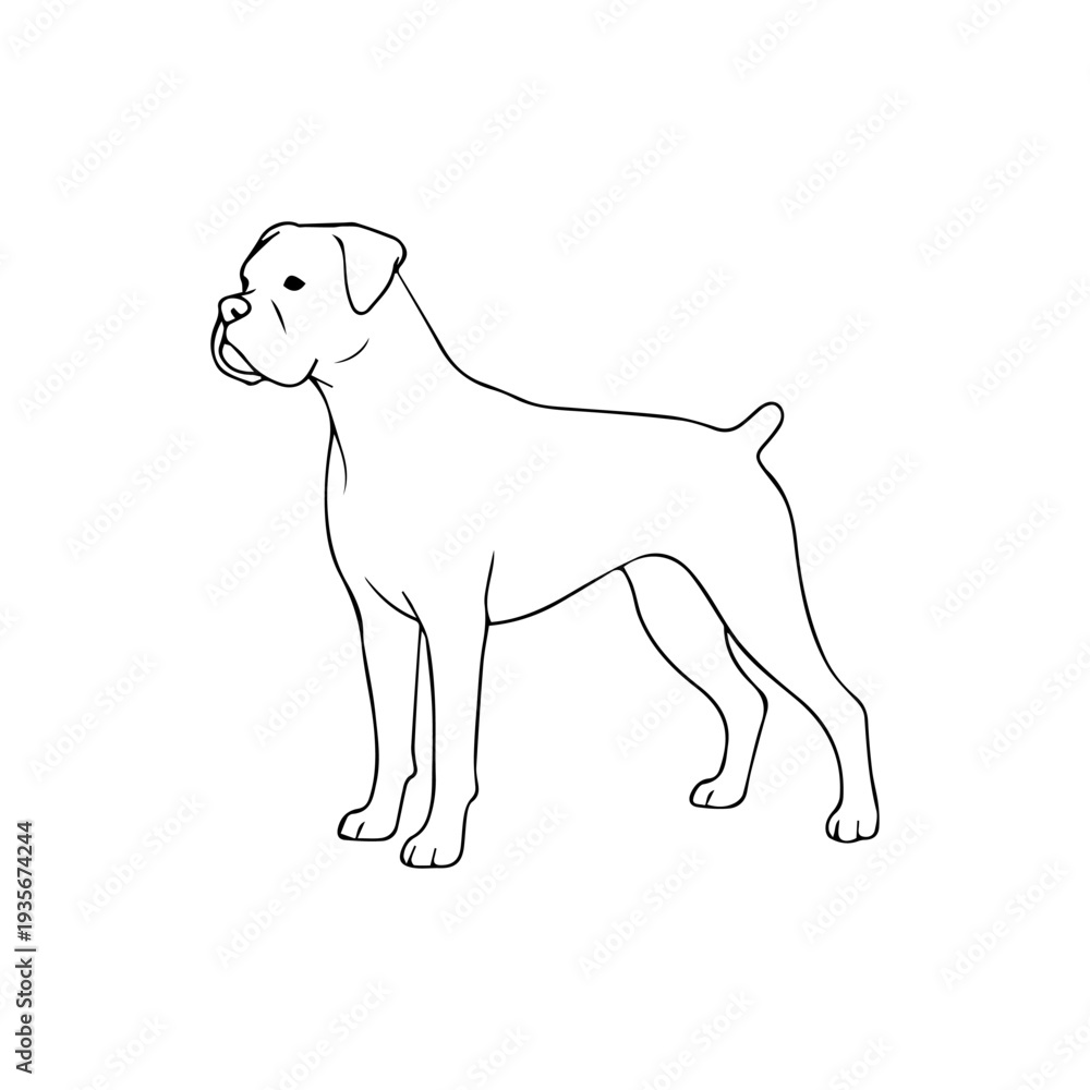 Fototapeta premium Boxer dog breed illustration vector Vector illustration icon on a white background