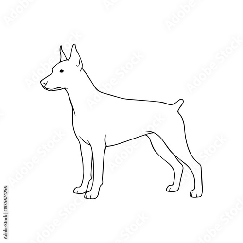 Doberman dog breed illustration vector
Vector illustration icon on a white background