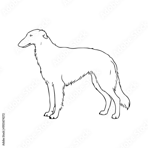 Greyhound dog breed illustration vector
Vector illustration icon on a white background