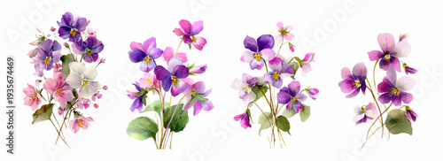 Watercolor bouquets of delicate wild pansy and violet flowers blooming with colorful petals and green leaves, spring floral arrangements on a white background creating a fresh botanical pattern