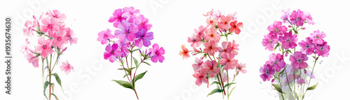 Watercolor phlox flowers painted in pink and purple hues, forming charming blossoms with delicate petals, creating a fresh spring botanical or garden design element