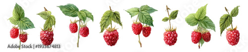 Fresh raspberries with green leaves in watercolor illustration on a white background, representing healthy eating, organic produce and sweet fruit freshness for summer