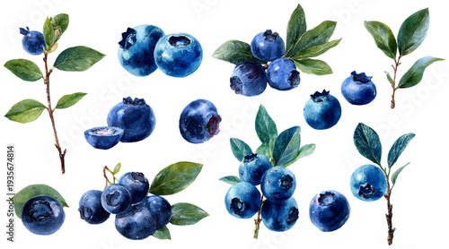 Blueberries and green leaves in various groupings and single elements, painted in a watercolor style, depicting fresh organic berries with their botanical foliage