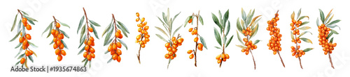 Sea buckthorn berries watercolor collection displaying various branches with ripe orange fruits and green leaves, a botanical illustration set for autumn and healthy eating concepts