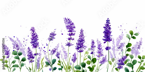 Lavender flowers and green leaves arranged in a watercolor floral border design. Creating a natural botanical illustration with purple blossoms blooming on a white background